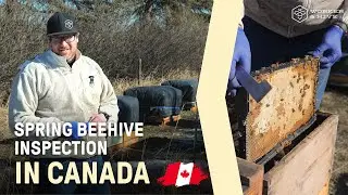 Early Spring Beehive Inspection in Canada 🐝 | First Hive Check and Feeding | Worker & Hive