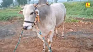 RK BULLS || POWER OF ONGOLE BULL ||