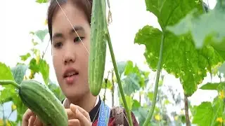 Harvest Cucumbers and with CEO makes Crispy Fried Pork with Green Vegetables