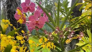 HOT SUMMER 🥵 Tips On Growing Orchids Outdoors, Lots of Blooms & Garden Update July 8, 2023