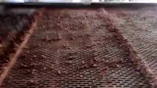 Pine Nuts Shelling Machine