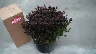 Fashion Azalea &ndash; Add a Burst of Color to Your Garden!