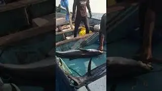 finally last day total 23 Sailfish 1 blue marlin 2 motha