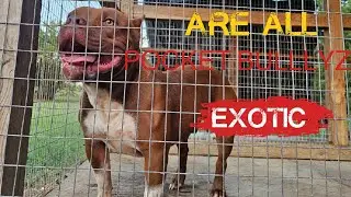Are All Pocket Bullies Exotic? #amercianbully #pocketbully #facts