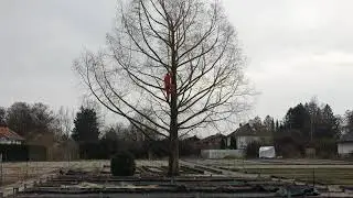 labyrinth, Marco Schuler 2021, art, artist, performance, video, tree, humor, escape, germany,