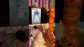 Starleena Barks at TV Hocus Pocus I Put a Spell on You (Dog Comedy Skit) | The Furry Kiddos