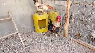 اليوم نگعنة خلطة ليمون وثوم وفلفل حار رافع للمناعة