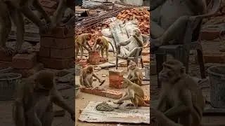 Monkeys on work now🤣🤣 #funny