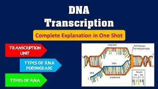 Transcription in Prokaryote l DNA Transcription | NEET TGT, PGT Biology
