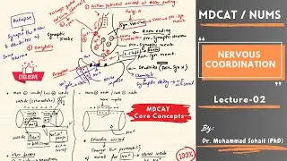 MDCAT | Nervous Coordination | Lecture-02 | Synapse | Nerve Impulse | NUMS | NEET