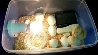 How to Make a Homemade Incubator for Chicken Eggs | Plastic Box Incubator | DIY Homemade Incubator