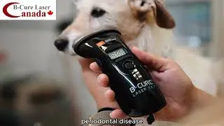 B-Cure Laser Vet Introduction  - Dr. Richard Kane, DVM