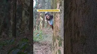 Offbeat destination near Kalimpong | Kaffergaon | West Bengal|Pine forest #ytshorts #shorts|