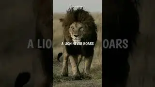 #lionstatus#lion#attitude#lionrington🔥🔥