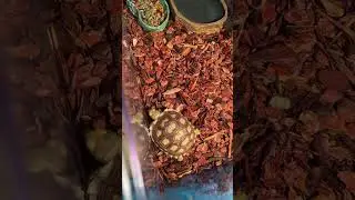 Life of a baby sulcata #freshlysoaked #terrariumlife