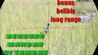 Berburu mandar #dengan Semar Neo FL #edisi long range
