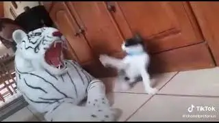Cat VS Tiger