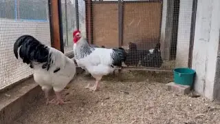 light Sussex chicken breed | light sussex farm