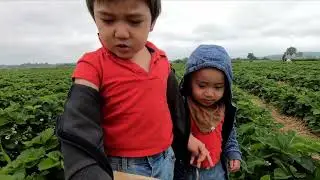 #SANDER&acute;S strawberry farm