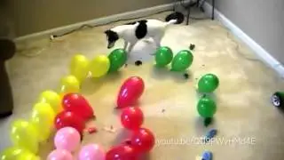 Cães e gatos que AMAM balões!