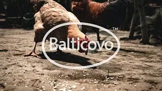 BALTICOVO piecdesmitā Dzim&scaron;anas Diena #tribework