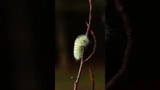 Cheap Macro Filter + Caterpillar #macrophotography