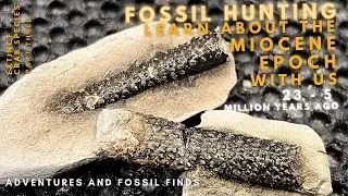 Finding RARE and EXTINCT Miocene aged fossils in NZ