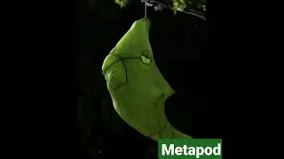 Pokemon in real life?? | Caterpie  Pokemon | kanto region #pokemon #pokemongo #2023 #shorts
