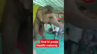 😱Haathi ka viral Dance😱👺 #viral #elephantvideos #elephantattack #elephant #Virals #famous