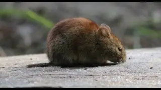 Northern red-backed vole