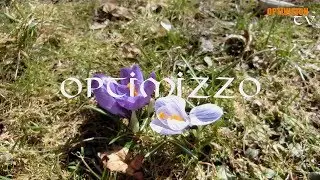 oPTIMIZZo - 
