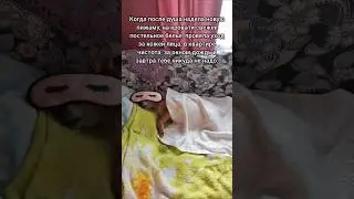 Когда жизнь удалась #comedy #dog #animals