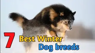 Dog breeds for ultimate cold weather / dog for winter season