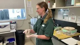 faecal egg count using a McMaster technique