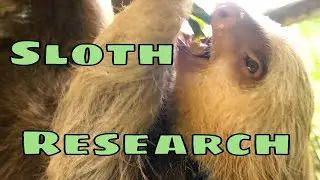 Sloth Research