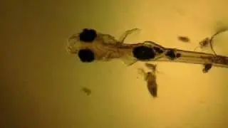 Marble Goby breeding and farming course organized by STAC -www.stac.com.my