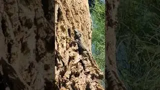 #shortvideo #nature #natureflowers #fyp