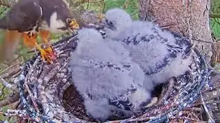 #falcon E#85 Review mother birds brings food to feed her chicks in the nest, Falcon babies feeding