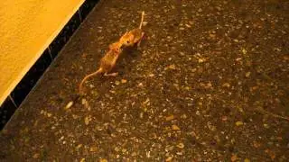 MIS JACULUS O CANGUROS EGIPCIOS EN EL PASILLO DE CASA