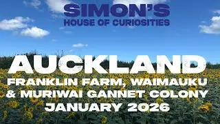 Auckland - visiting Franklin Farm in Waimauku and the Muriwai Gannet Colony.