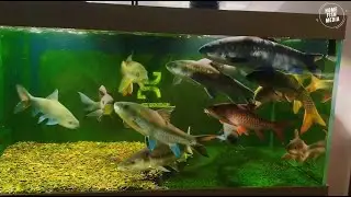 Incredible of Aquarium Setup: Betta Fish, Goldfish, Tropical and Koi Fish Care Tips #73