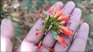 धाय [धातकी] के फूल का परिचय और फायदे