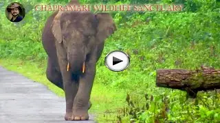 Chapramari Wildlife Sanctuary.
