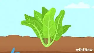 How to Harvest Romaine Lettuce