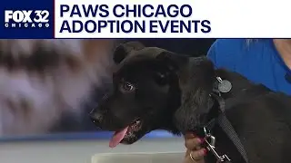 PAWS Chicago adoption event: Angels with Tails