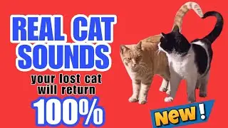 Real Cat Sounds &bull; Your lost Cat will return 100% &bull; New videos