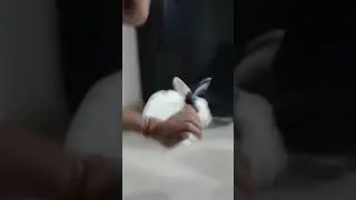 RABBIT BUNNY IS VIBRATING