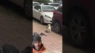 Это что, монетка сиба-ину? 😂 #смешно #собака #сиба #мемы #бег #реакция