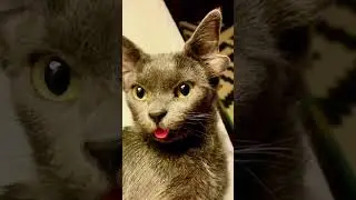 An uncle adopted this cat  #animals #animalvlogger #fishpond