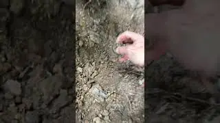 Bottle dump digging L.H Thomas Ink bottle!! #shorts #bottledigging #bottledump